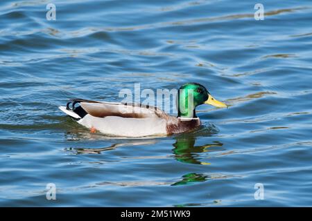 mallard, Anas platyrhynchos, Schwimmen, Ebro Delta, Katalonien, Spanien Stockfoto