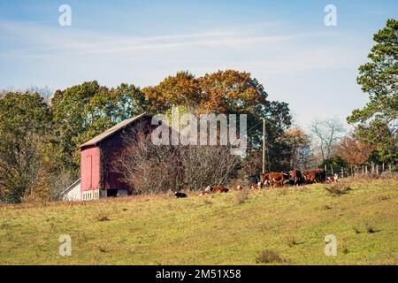 Rote Holzscheune auf einem Hügel der Appalachen an einem Herbsttag mit Hereford-Rindern an der Seite, die nicht im Fokus ist. Stockfoto