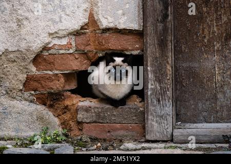 Siamesische Katze mit blauen Augen und Schwarz-Weiß-Mantel in einem Loch in der Wand Stockfoto