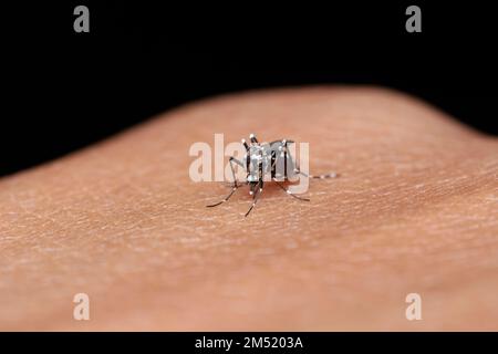 Eine weibliche Dengue-Mücke (Aedes aegypti), die in die Hand beißt Stockfoto