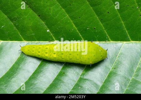 Raupe des Schmetterlings jay (Graphium doson), Satara, Maharashtra, Indien Stockfoto