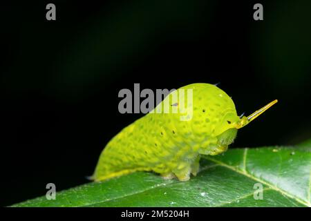 Seitenansicht mit dem Warnzeichen der Raupe des Schmetterlings jay (Graphium doson), Satara, Maharashtra, Indien Stockfoto