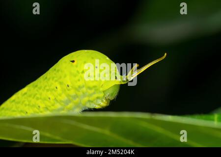 Warnzeichen einer Raupe des Schmetterlings jay (Graphium doson), Satara, Maharashtra, Indien Stockfoto