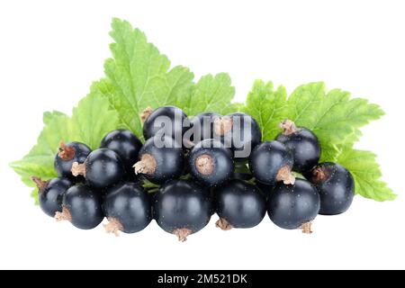 Schwarze Johannisbeeren Beeren Beeren Beeren Früchte isoliert auf weißem Hintergrund Stockfoto