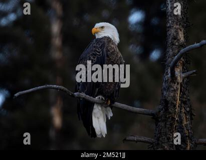 Weißkopfseeadler beim Angeln im South Platte River im Eleven Mile Canyon Colorado Stockfoto
