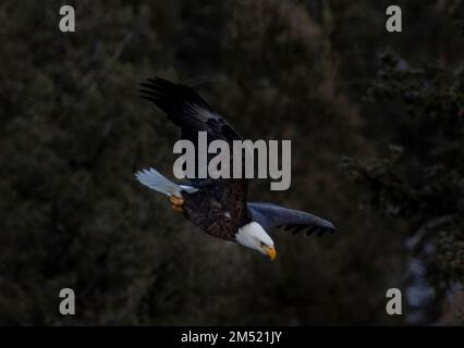 Weißkopfseeadler beim Angeln im South Platte River im Eleven Mile Canyon Colorado Stockfoto