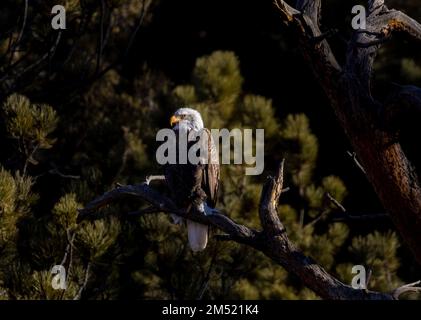 Weißkopfseeadler beim Angeln im South Platte River im Eleven Mile Canyon Colorado Stockfoto