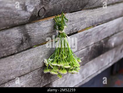 Frisch gepflückte medizinische Kräuter hängen draußen an der Holzwand. Schafgarbe trocknen für Kräutertee und Aufgüsse. Stockfoto