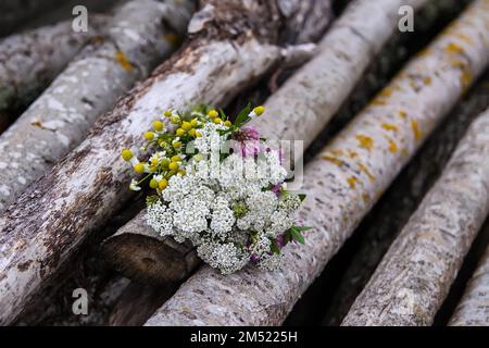 Frisch gepflückte medizinische Kräuter auf Holzstämmen Stockfoto