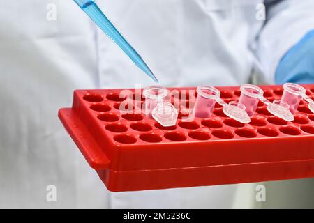 Im Biologielabor. Manipulationen mit Proben während der Studie. Stockfoto