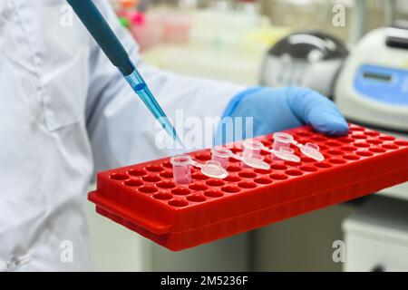 Im Biologielabor. Manipulationen mit Proben während der Studie. Stockfoto