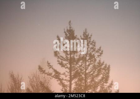 Bäume und Nebel Stockfoto