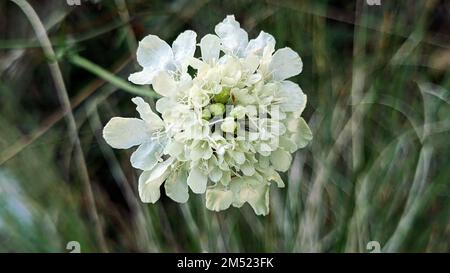 Zarte, hellgelbe Blüte aus cremefarbenen Ingwer oder cremefarbenen Kräutern (Scabiosa ochroleuca) Stockfoto