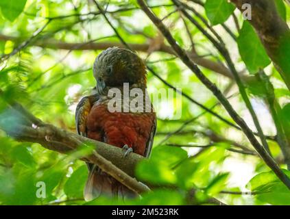 Selektive eines neuseeländischen Kaka (Nestor meridionalis) auf einem Baum Stockfoto