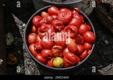 Nakuru, Kenia. 24. Dezember 2022. Ein Eimer verdorbener Tomaten ist auf einem Gemüse- und Obstgroßmarkt in Nakuru zu sehen. Laut einem Bericht der Umweltschutzbehörde sind weggeworfene Lebensmittel für bis zu 8 Prozent der globalen Treibhausgasemissionen verantwortlich. (Foto: James Wakibia/SOPA Images/Sipa USA) Guthaben: SIPA USA/Alamy Live News Stockfoto