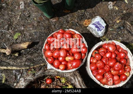 Nakuru, Kenia. 24. Dezember 2022. Auf einem Gemüse- und Obstgroßmarkt in Nakuru gibt es jede Menge verdorbener Tomaten. Laut einem Bericht der Umweltschutzbehörde sind weggeworfene Lebensmittel für bis zu 8 Prozent der globalen Treibhausgasemissionen verantwortlich. (Foto: James Wakibia/SOPA Images/Sipa USA) Guthaben: SIPA USA/Alamy Live News Stockfoto