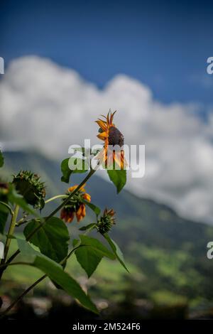 Ein vertikales Bild hoher Sonnenblumen auf unscharfem wolkigen Himmelshintergrund Stockfoto