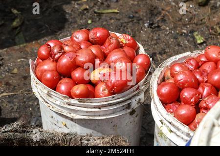 Nakuru, Kenia. 24. Dezember 2022. Auf einem Gemüse- und Obstgroßmarkt in Nakuru gibt es jede Menge verdorbener Tomaten. Laut einem Bericht der Umweltschutzbehörde sind weggeworfene Lebensmittel für bis zu 8 Prozent der globalen Treibhausgasemissionen verantwortlich. (Kreditbild: © James Wakibia/SOPA Bilder über ZUMA Press Wire) Stockfoto