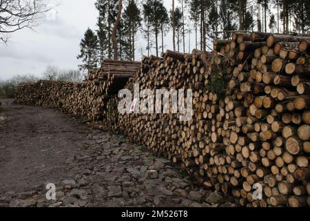 Timber, Bays Wood, Wickwar, Gloucestershire, England, UK Stockfoto