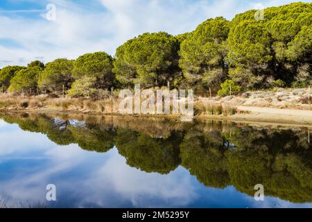 Mehrere Steinkiefern (Pinus pinea) am Ufer des Sees mit Reflexionen Stockfoto