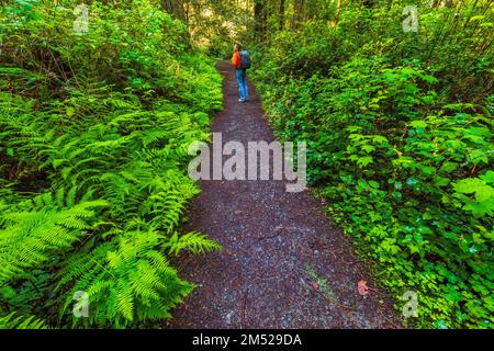 Wandern Sie auf dem Lady Bird Johnson Grove Trail, Redwood National Park, Kalifornien, USA Stockfoto