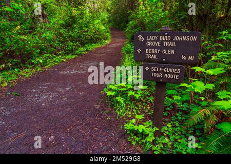 Wegweiser im Lady Bird Johnson Grove, Redwood National Park, Kalifornien, USA Stockfoto