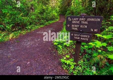 Wegweiser im Lady Bird Johnson Grove, Redwood National Park, Kalifornien, USA Stockfoto