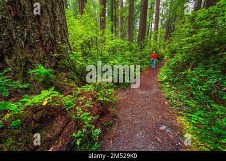 Wandern auf dem Weg im Lady Bird Johnson Grove, Redwood National Park, Kalifornien, USA Stockfoto