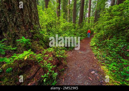 Wandern auf dem Weg im Lady Bird Johnson Grove, Redwood National Park, Kalifornien, USA Stockfoto