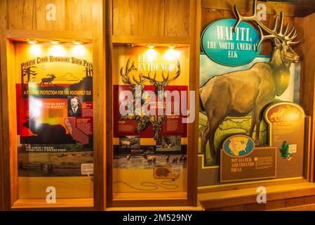 Informative Ausstellung im Besucherzentrum im Prairie Creek Redwood State Park, Kalifornien, USA Stockfoto