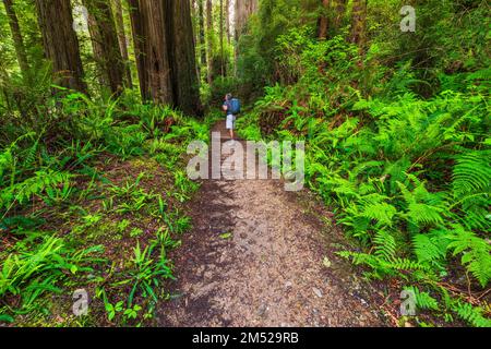 Wanderer auf dem Trillium Falls Trail, Prairie Creek Redwood State Park, Kalifornien, USA Stockfoto