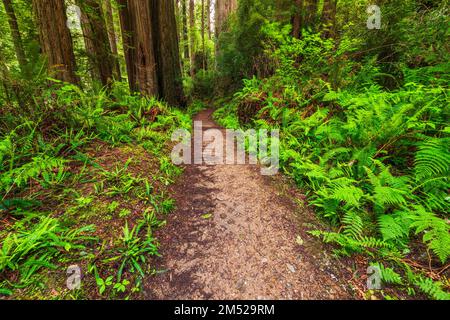 Trillium Falls Trail, Prairie Creek Redwood State Park, Kalifornien, USA Stockfoto