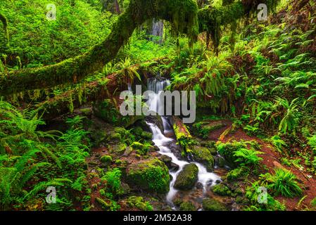 Trillium Falls, Prairie Creek Redwood State Park, Kalifornien, USA Stockfoto