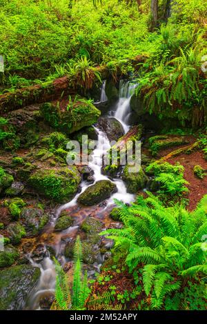 Trillium Falls, Prairie Creek Redwood State Park, Kalifornien, USA Stockfoto