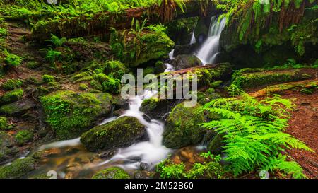 Trillium Falls, Prairie Creek Redwood State Park, Kalifornien, USA Stockfoto