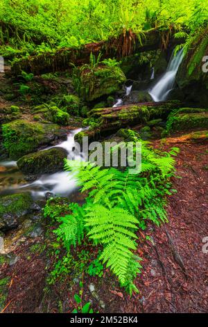 Trillium Falls, Prairie Creek Redwood State Park, Kalifornien, USA Stockfoto