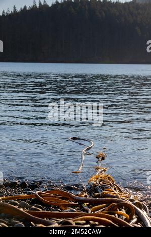 Bullpeitsche Kelp in Burrows Bay Anacortes nach einem Sturm im Spätherbst Stockfoto