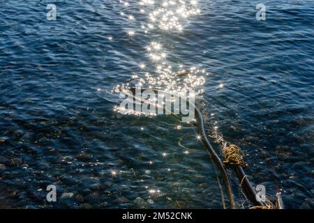 Bullpeitsche Kelp in Burrows Bay Anacortes nach einem Sturm im Spätherbst Stockfoto