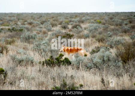 Wild Dingo im Nullarbor - Australien Stockfoto