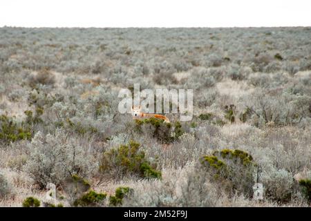 Wild Dingo im Nullarbor - Australien Stockfoto