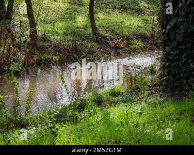 Kleiner Fluss in der Natur, der von den Herbstregen überflutet wird. Konzept des Klimaschutzes hd-Bild Stockfoto