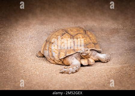 Schildkröte, die langsam auf staubigem Boden und hartem Schältier läuft Stockfoto