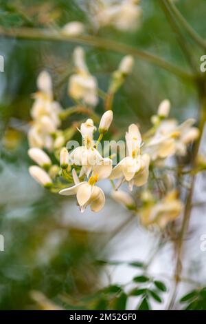 Moringa oleifera-Blüten in Blüte, Tropenbaum, Superfood-Heilpflanze Stockfoto