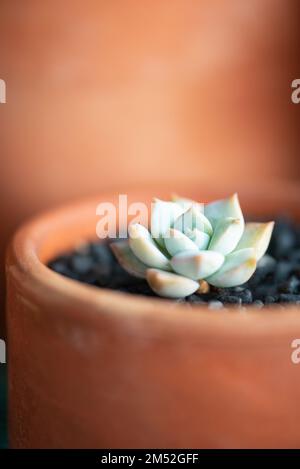 Sukculent echeveria Single in Terrakotta-Topfrosettenform Pastellfarbe Stockfoto