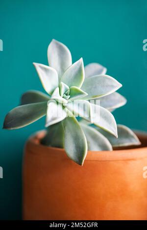 Graptopetalum paraguayense Sukkulente Geisterpflanze Terrakotta tontongrüner Hintergrund Stockfoto