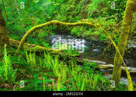 Farne und üppige Vegetation am Smith River, Del Norte County, Kalifornien, USA Stockfoto