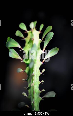 Euphorbia oder Euphorbia mayurnathanii, Euphorbia lactea oder Euphorbia lacei Craib plant Stockfoto