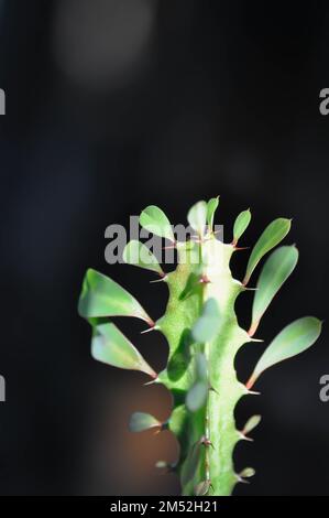 Euphorbia oder Euphorbia mayurnathanii, Euphorbia lactea oder Euphorbia lacei Craib plant Stockfoto