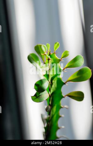 Euphorbia oder Euphorbia mayurnathanii, Euphorbia lactea oder Euphorbia lacei Craib plant Stockfoto