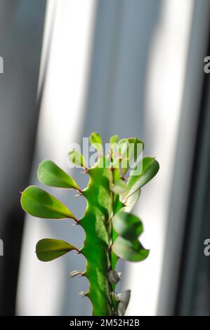 Euphorbia oder Euphorbia mayurnathanii, Euphorbia lactea oder Euphorbia lacei Craib plant Stockfoto